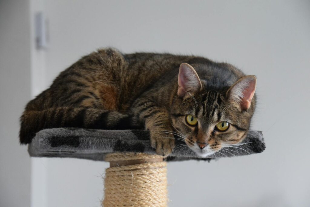 cat tree
cat on a cat tree
best cat tree for your cat