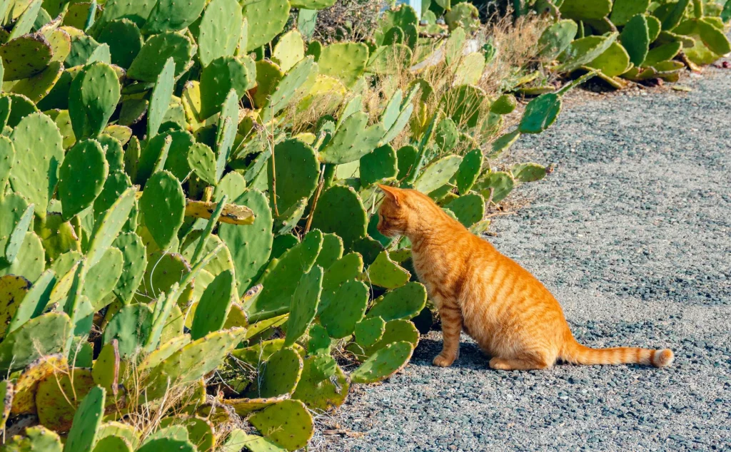 is a fittonia toxic for cats. toxic plants for cats