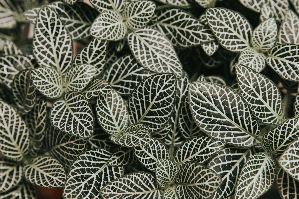 is a fittonia safe for cats