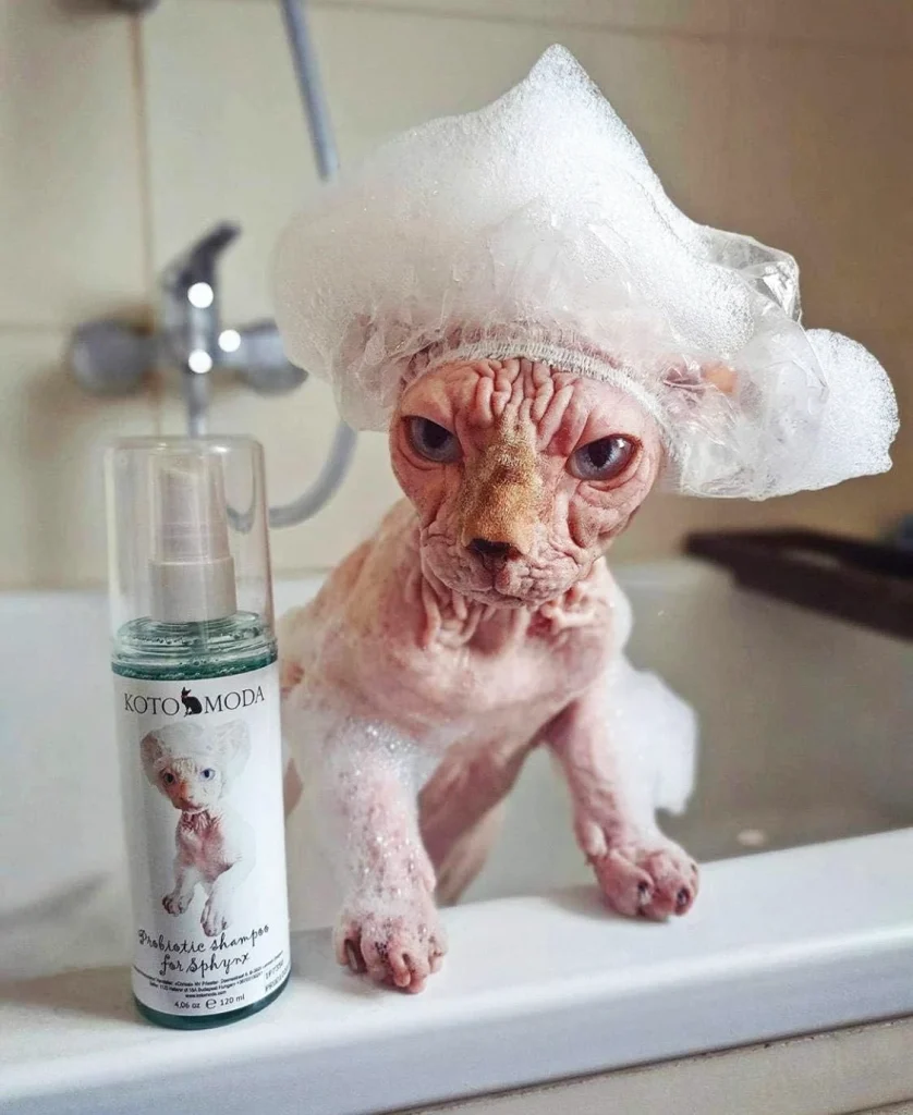 Can you use dog shampoo on cats? 
Kotomoda Sphynx cat shampoo