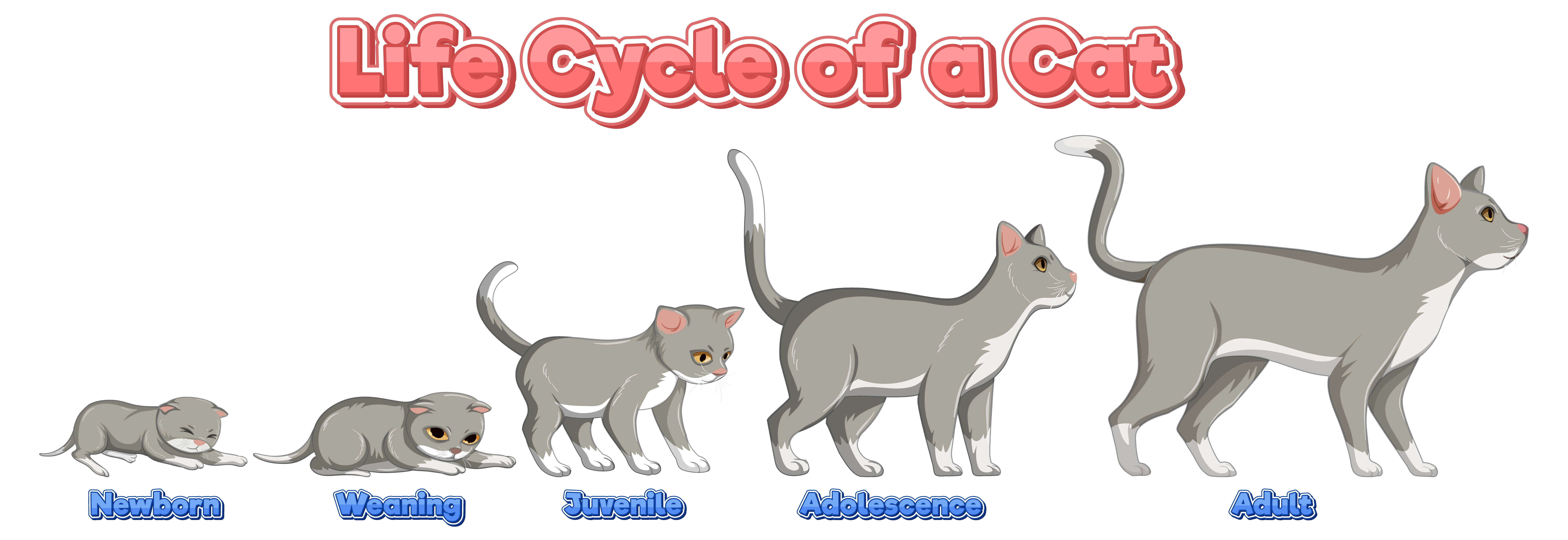 cat life stages