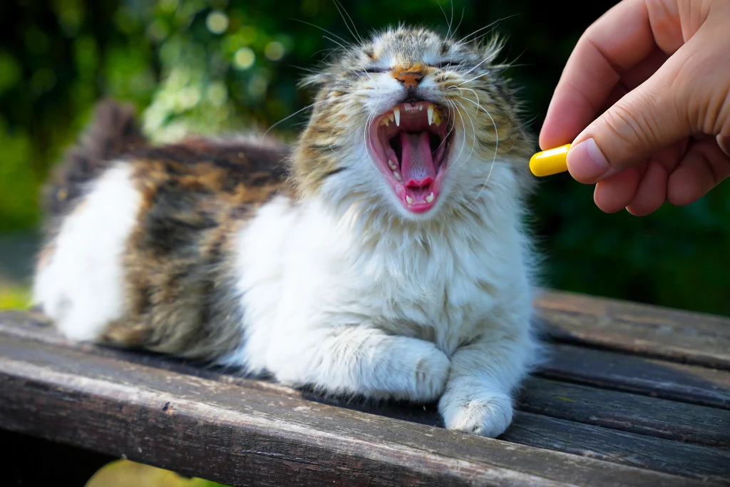 Best Supplements for Diabetic Cats 