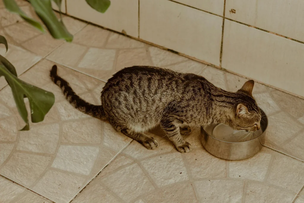 Transitioning Diabetic Cats from Dry to Wet Food