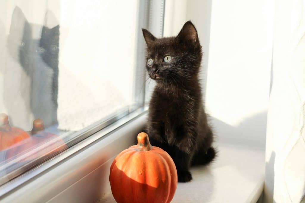 Cat Health 101: Can Cats Eat Pumpkin?