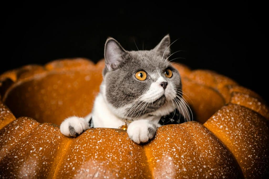 Can Cats Eat Pumpkin ?